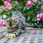 Croci - Igračka Za Mace Heart Catnip - Slika 5