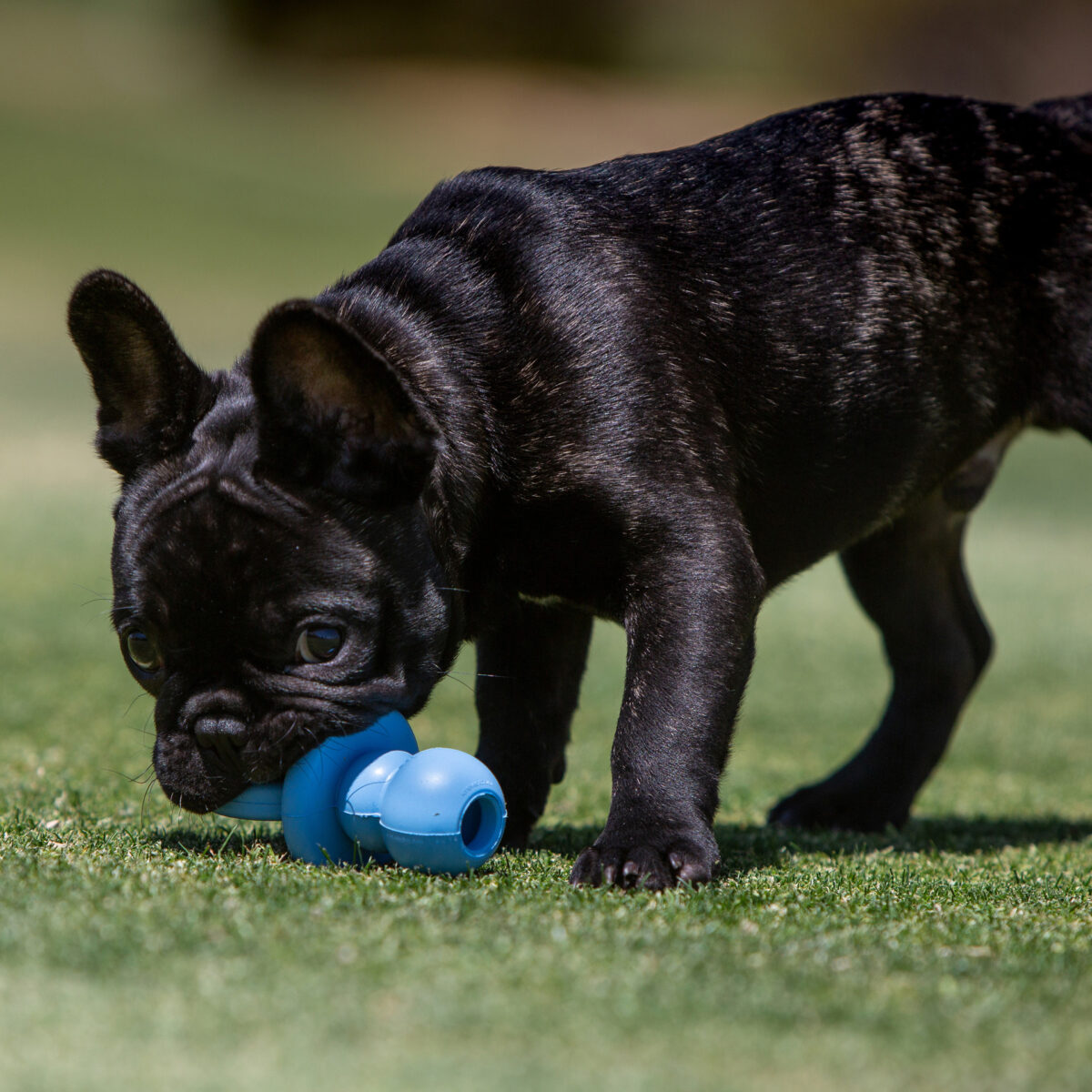 Kong Puppy Binkie M - Image 6