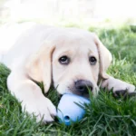 KONG - Puppy S - igračka za pse - Slika 19