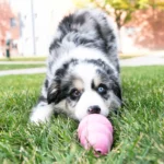 KONG - Puppy S - igračka za pse - Slika 21