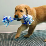 Kong Puppy Rope Stick M - Slika 4