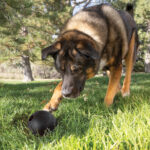 Kong Extreme Ball M/L - Slika 5