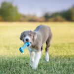 Kong Puppy Goodie Bone S - Slika 5