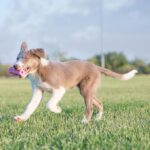 KONG - Puppy Teething Stick - igračka za pse - Slika 5