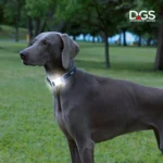 DGS - Svjetleća ogrlica - Slika 6