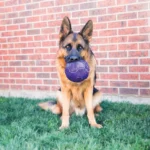 Kong Flexball M/L - Slika 3