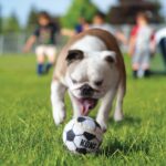 KONG - Sport Ball - igračka za pse - Slika 3