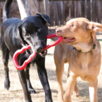 Kong Tug Toy M - Image 3
