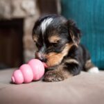 KONG - Puppy S - igračka za pse - Slika 12