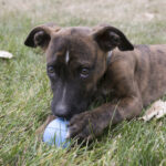 Kong Puppy Ball M/L - Slika 4