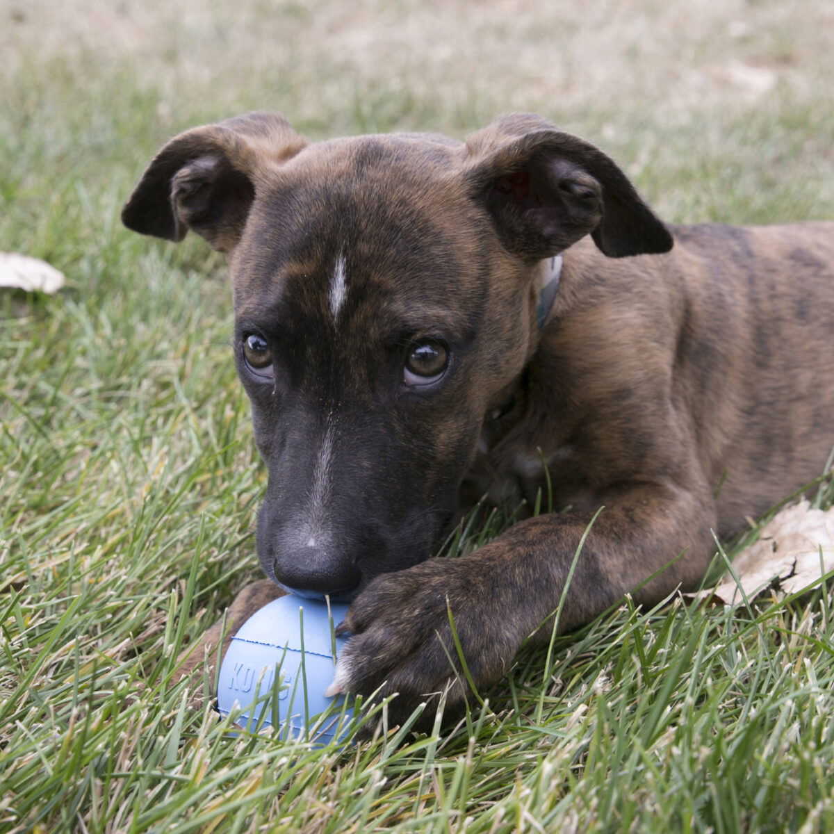 Kong Puppy Ball M/L - Slika 4