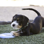 Kong Puppy Flyer S/M - Slika 5