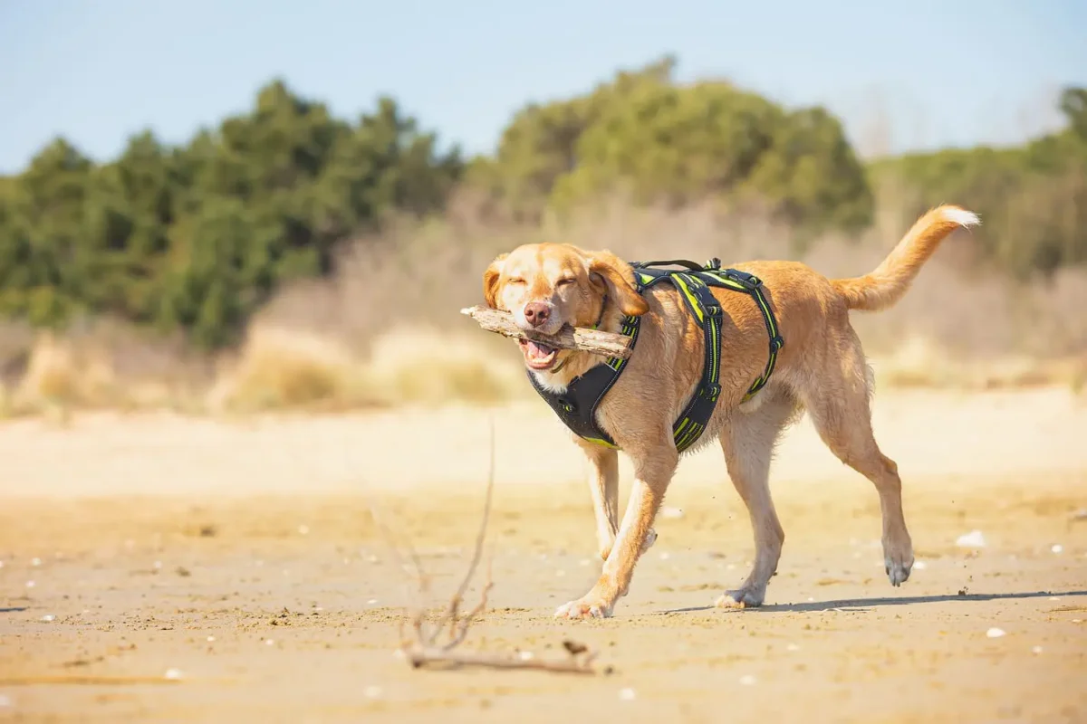 Axaeco - 4 Season Broad Peak Harness - Oprsnica - Image 7