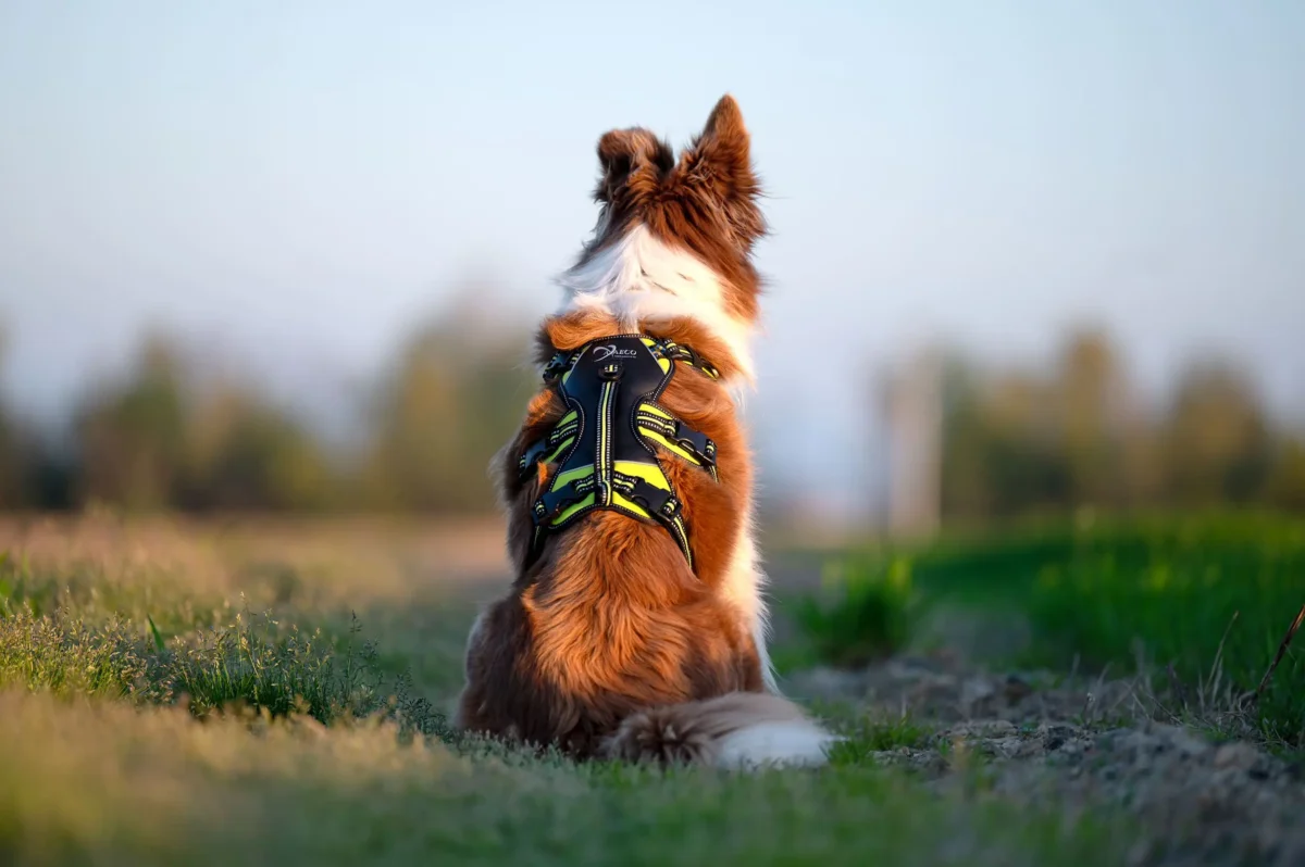 Axaeco - 4 Season Broad Peak Harness - Oprsnica - Image 3