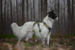 Axaeco - 4 Season Broad Peak Harness - Oprsnica - Image 4