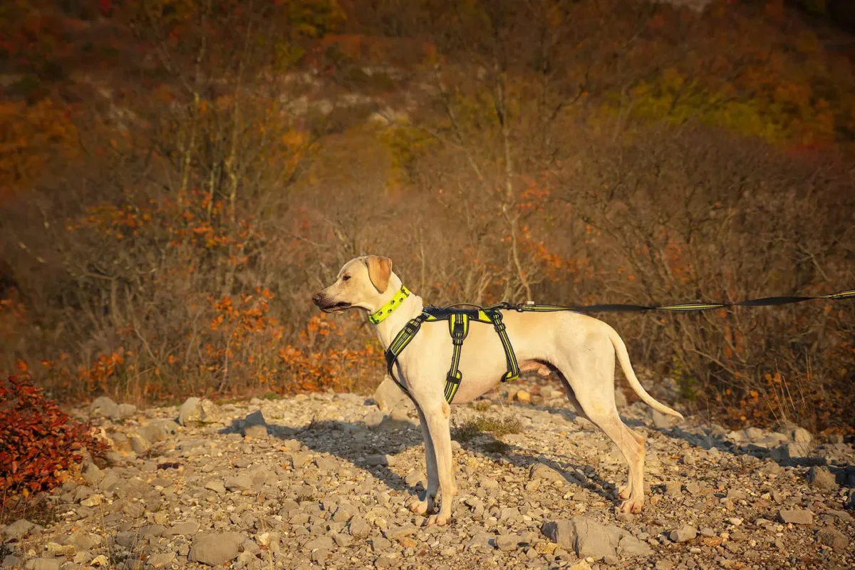 Axaeco - 4 Season Broad Peak Harness - Oprsnica - Image 6