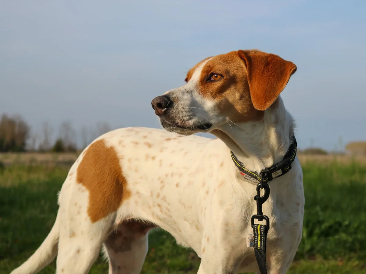 Axaeco - 4 Season Collar - Ogrlica - Slika 4