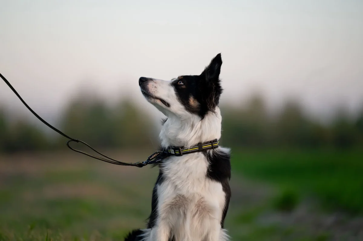 Axaeco - 4 Season Collar - Ogrlica - Slika 3