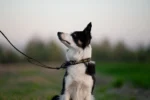 Axaeco - 4 Season Collar - Ogrlica - Slika 3