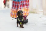 Axaeco - 4 Season Collar - Ogrlica - Slika 5