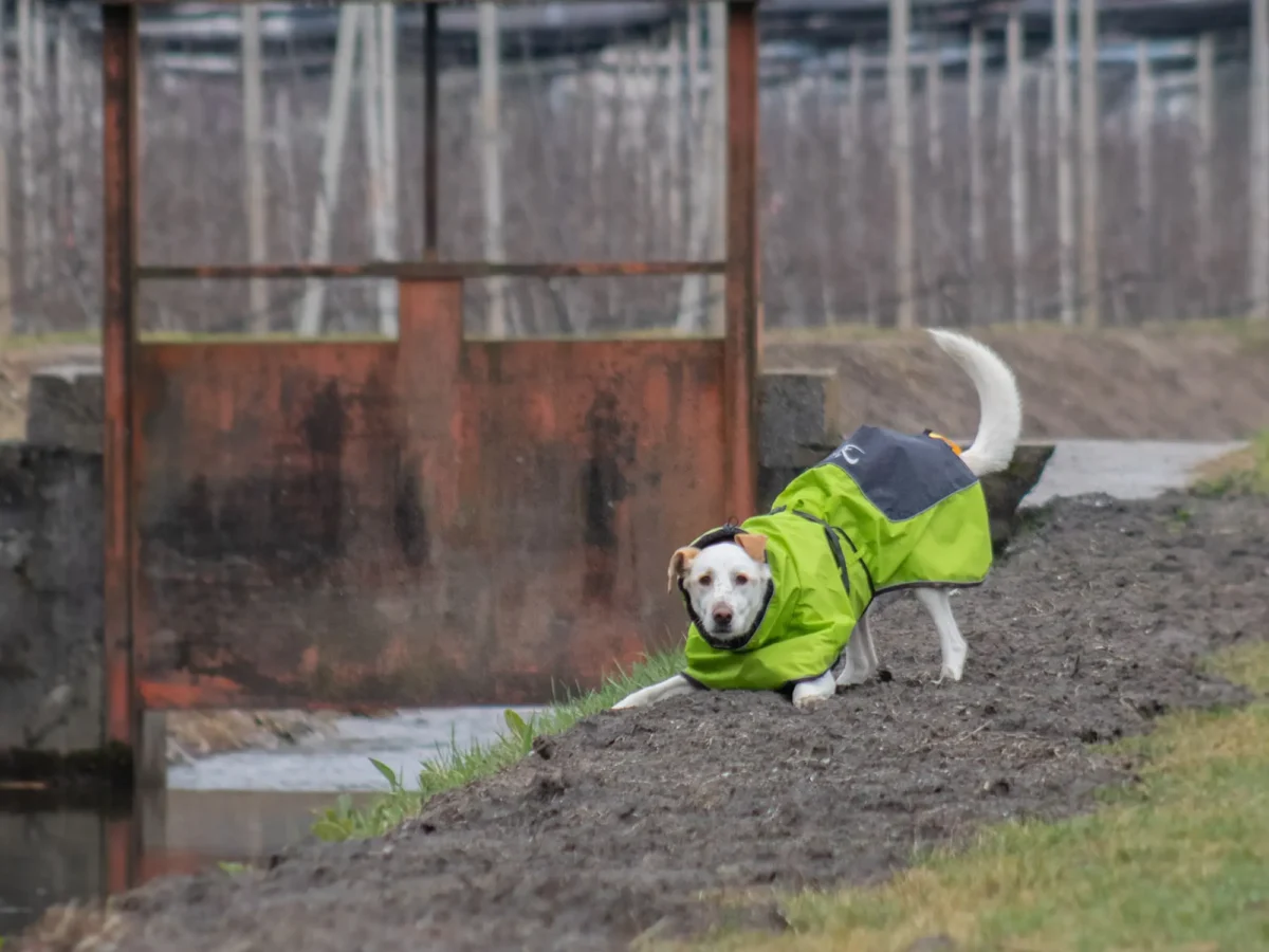 Axaeco - 4 Season Dog Coat - Kaput - Slika 12