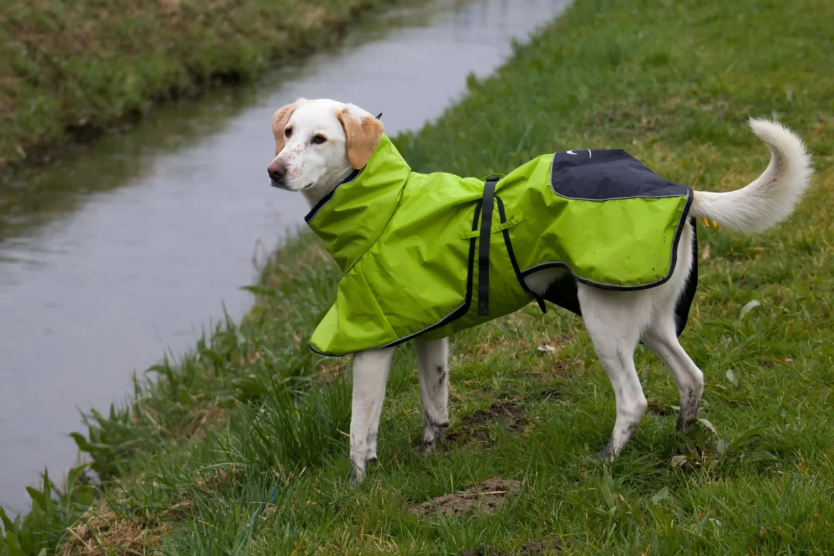 Axaeco - 4 Season Dog Coat - Kaput - Slika 7