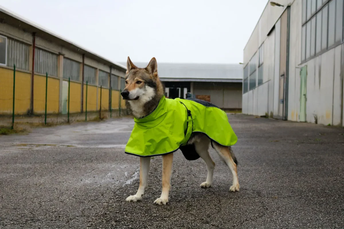 Axaeco - 4 Season Dog Coat - Kaput - Slika 11