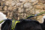 Axaeco - 4 Season Elastic Leash - Slika 4