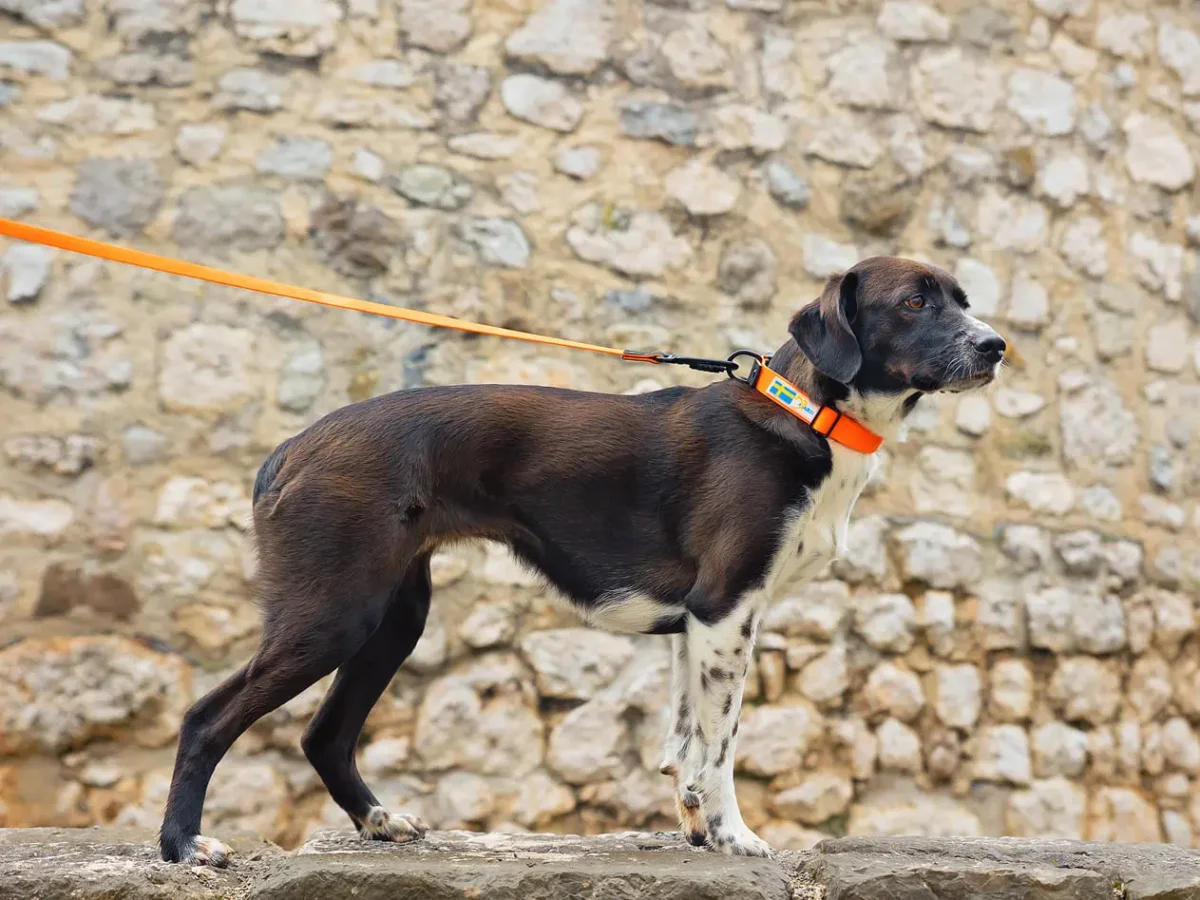 Axaeco - Action Collar - Ogrlica - Slika 10