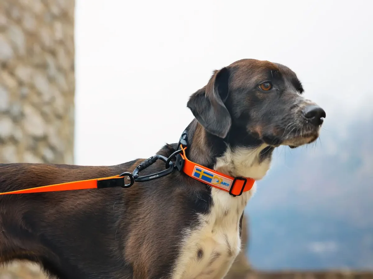 Axaeco - Action Leash - Povodac - Slika 2