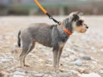 Axaeco - Action Leash - Povodac - Slika 4