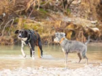 Axaeco - Action Leash - Povodac - Slika 6
