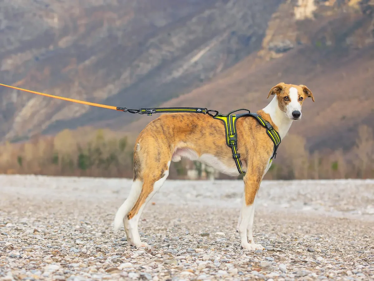 Axaeco - Action Leash - Povodac - Slika 7