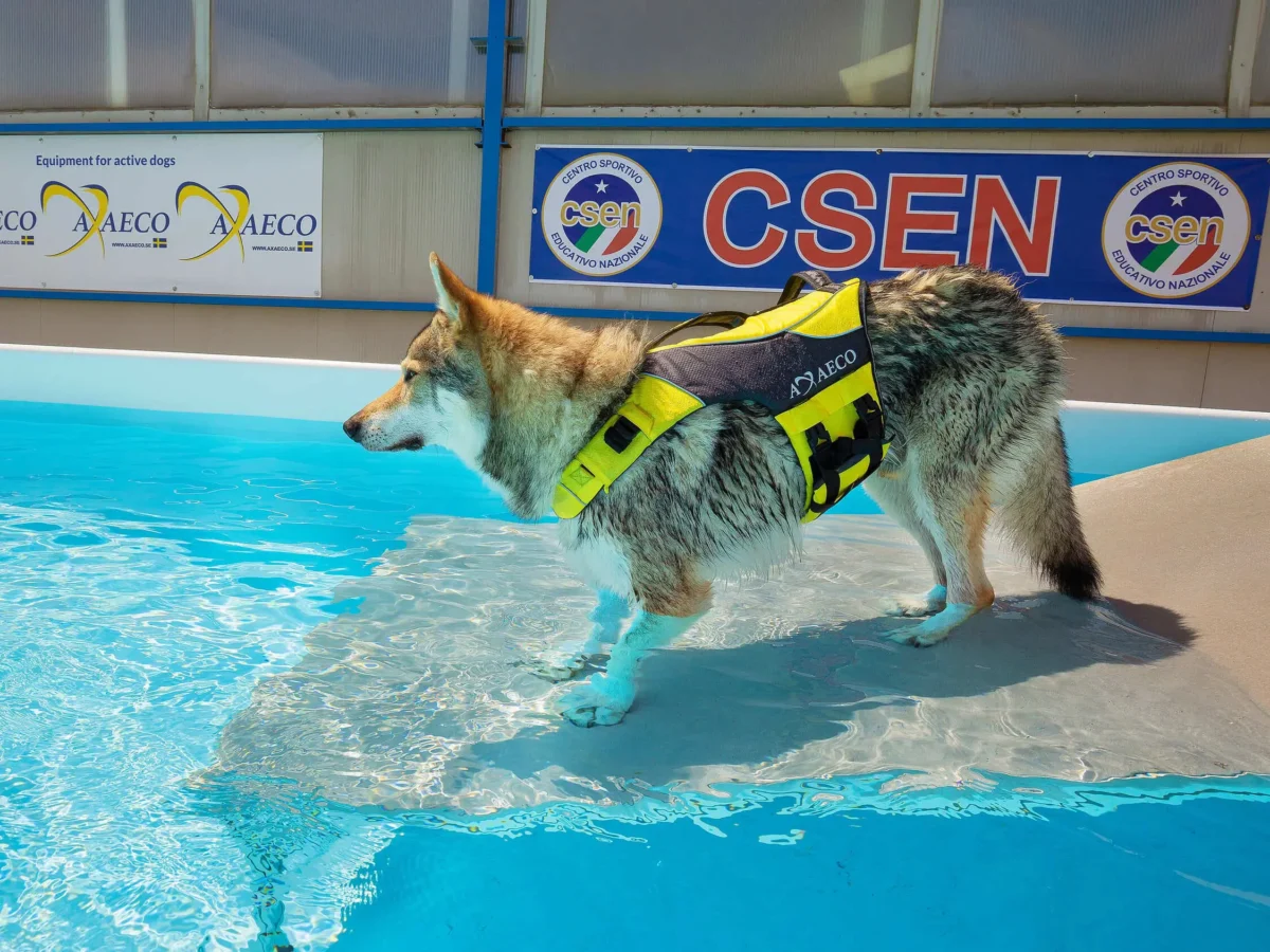 Axaeco - Aqua Dog Life Jacket - Sigurnosni prsluk za pse - Image 4