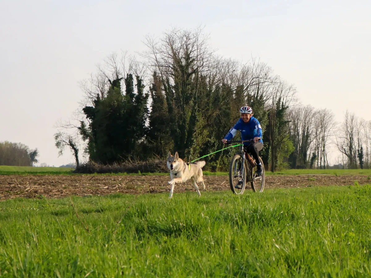 Axaeco - Bike Joring Line - Elastični povodac za Bikejoring, Skijoring i Canicross (250 cm) - Slika 9
