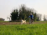 Axaeco - Bike Joring Line - Elastični povodac za Bikejoring, Skijoring i Canicross (250 cm) - Slika 9