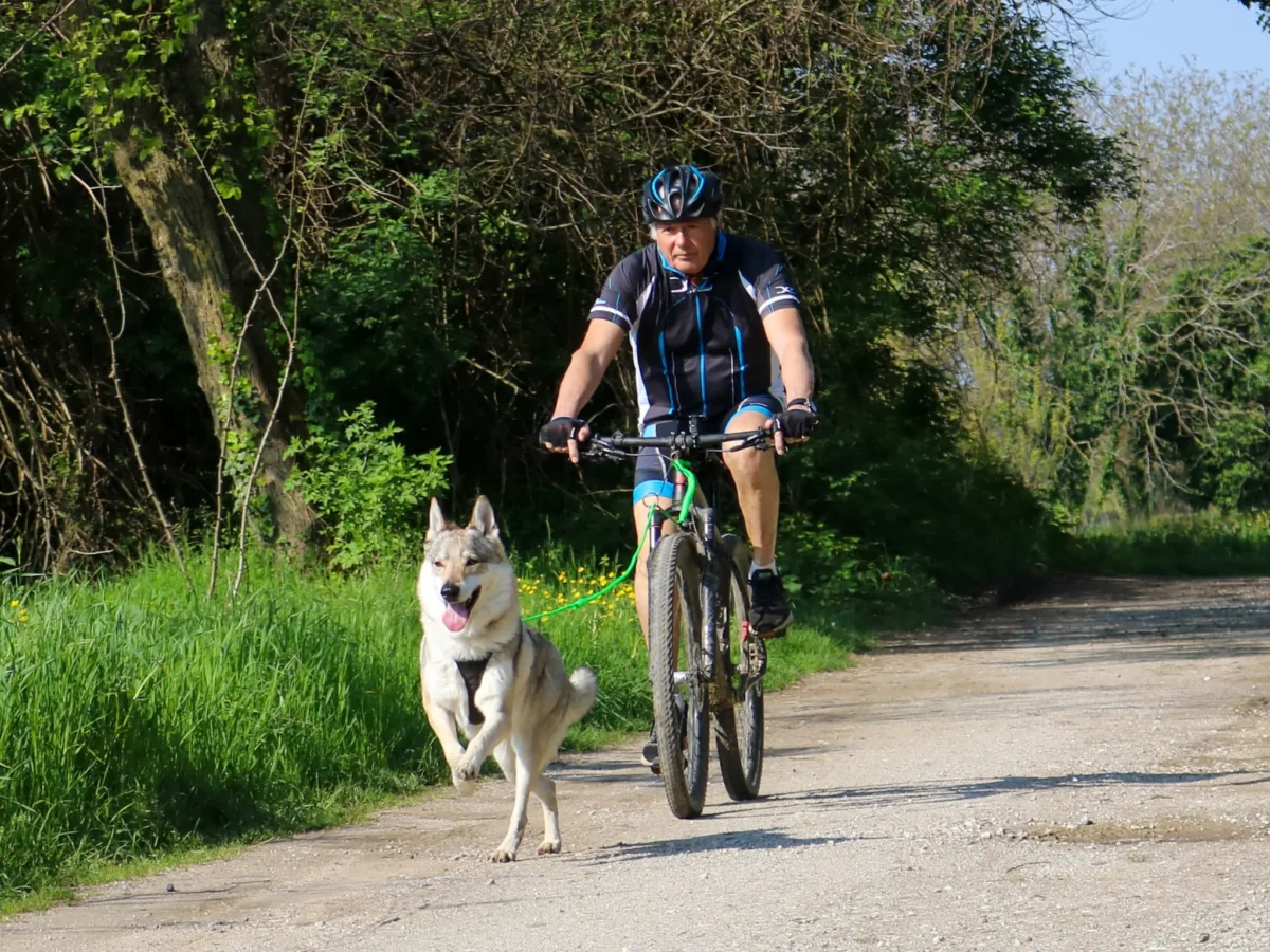 Axaeco - Bike Joring Line - Elastični povodac za Bikejoring, Skijoring i Canicross (250 cm) - Slika 7