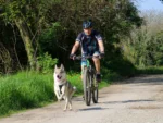 Axaeco - Bike Joring Line - Elastični povodac za Bikejoring, Skijoring i Canicross (250 cm) - Slika 7