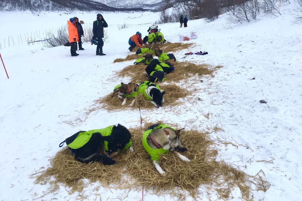 Axaeco - Ice-Olation Dog Coat - Kaputić - Slika 20