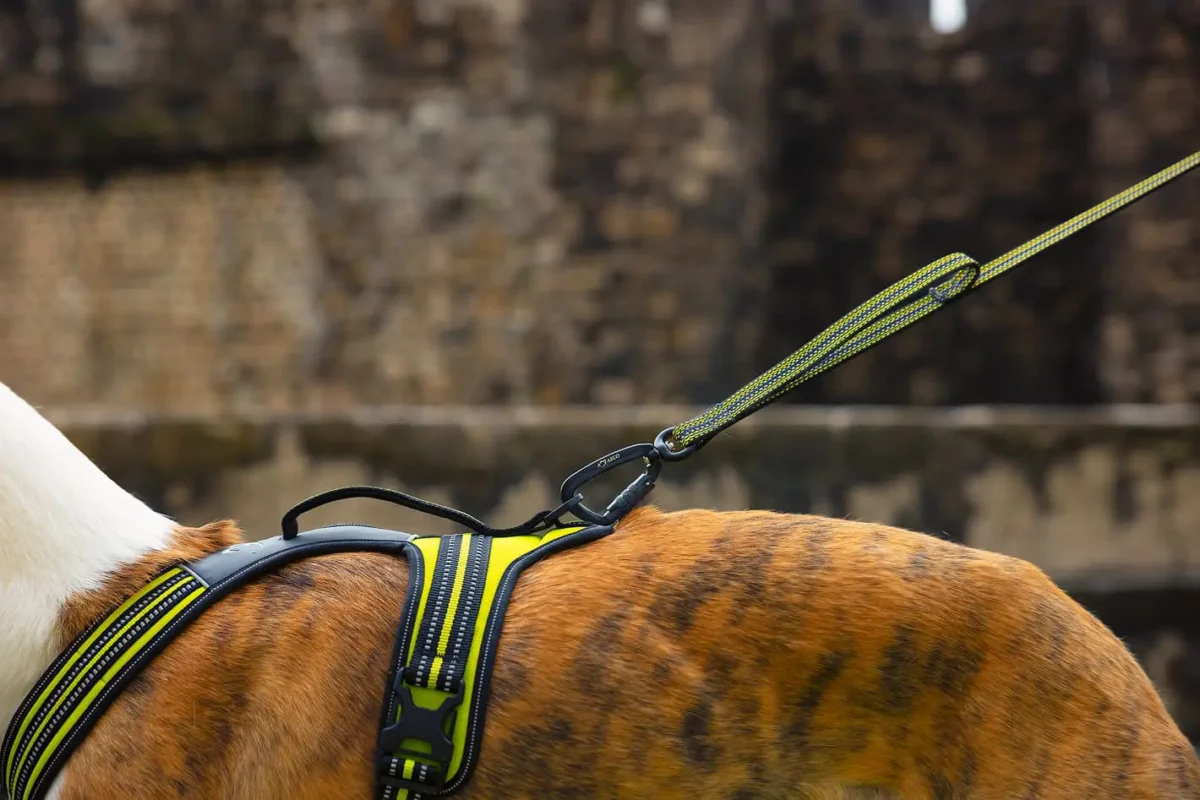 Axaeco - Gip Leash - Slika 4