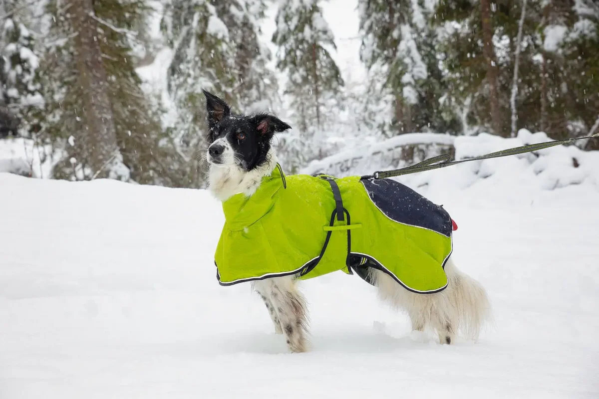 Axaeco - Gip Leash - Slika 6
