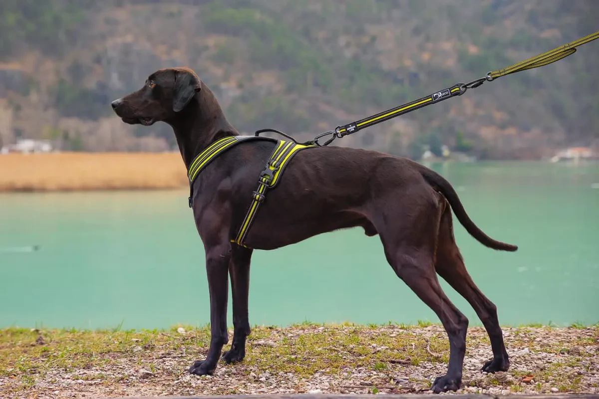 Axaeco - Gip Leash - Slika 3