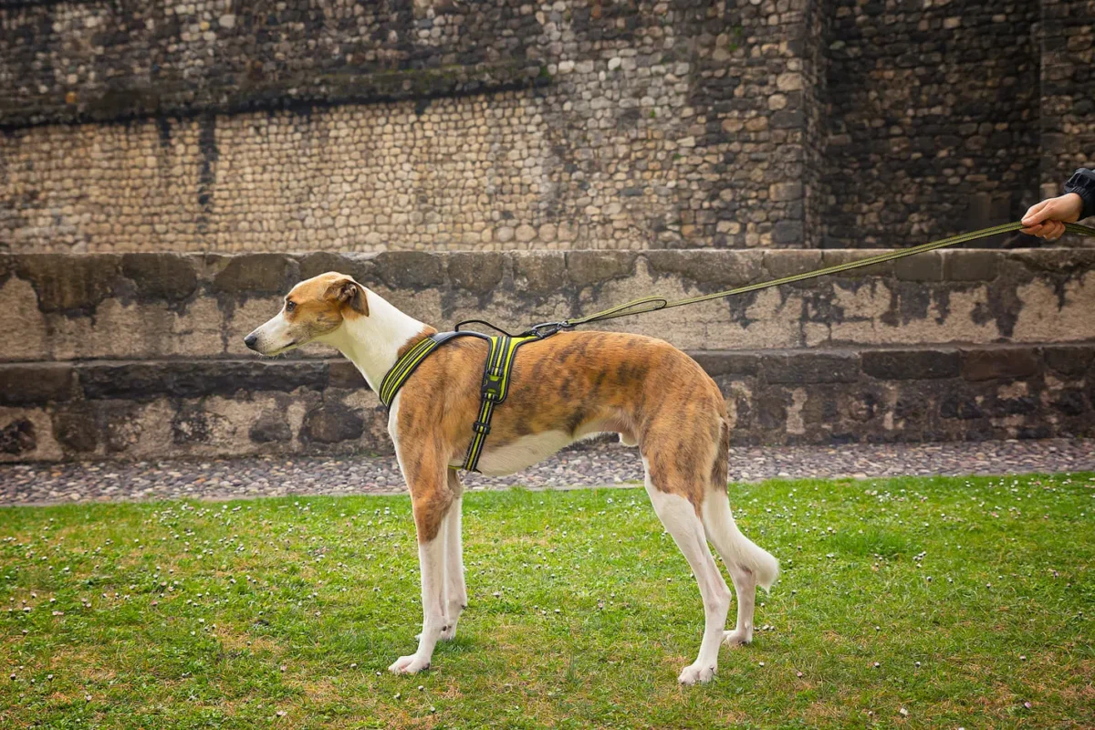 Axaeco - Gip Leash - Slika 7