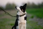 Axaeco - Gip Leash - Slika 10