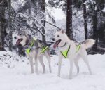 Axaeco - X-Shirt Harness - Oprsnica - Slika 2