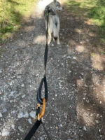 Axeco - 4 Season Jogging Leash - Slika 5