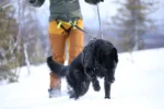Axaeco Racing Belt - Image 4