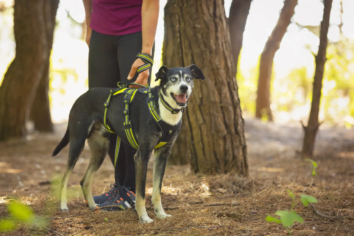 Axaeco - Thor Leash Connector - Slika 5