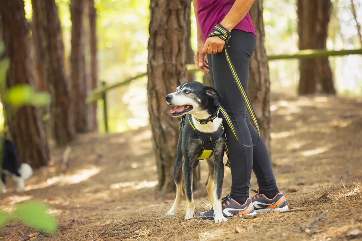 Axaeco - Thor Leash - Slika 6