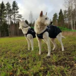 Axaceo - Tittguard Male - Termo prsluk za pse - Slika 6